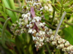 Triglochin barrelieri