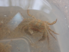 Hemigrapsus penicillatus