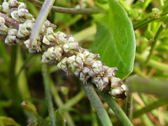 Triglochin barrelieri