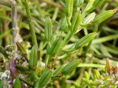 Triglochin barrelieri