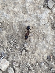 Camponotus vicinus