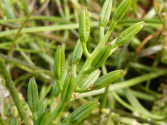 Triglochin barrelieri