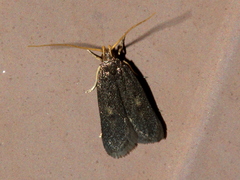 Lecithocera terrigena