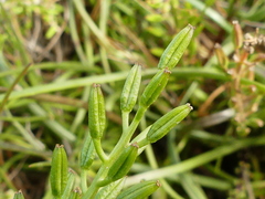 Triglochin barrelieri