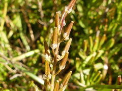 Triglochin barrelieri