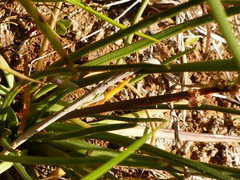 Triglochin barrelieri