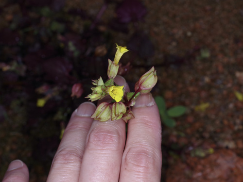 Image of Erythranthe inamoena by (c) Michelle W. （鍾偉瑋）, some rights reserved (CC BY)