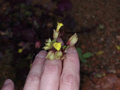 Erythranthe glabrata