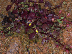 Erythranthe glabrata