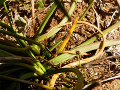 Triglochin barrelieri