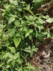 Asystasia gangetica