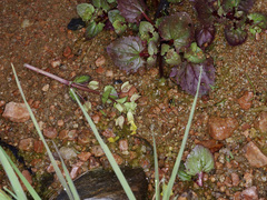 Erythranthe glabrata