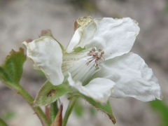 Rubus crataegifolius