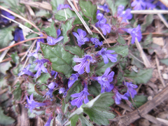 Ajuga decumbens