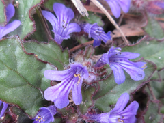 Ajuga decumbens