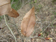 Lindera glauca
