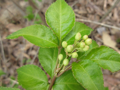 Staphylea bumalda