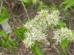 Fraxinus sieboldiana