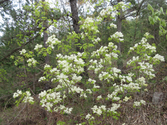 Fraxinus sieboldiana