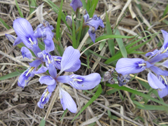 Iris rossii