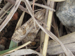 Nomophila noctuella