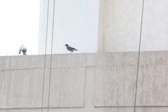 Acridotheres tristis