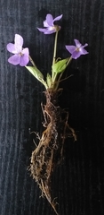 Viola hirta