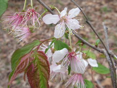 Prunus ishidoyana