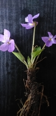 Viola hirta