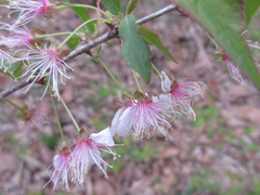 Prunus ishidoyana