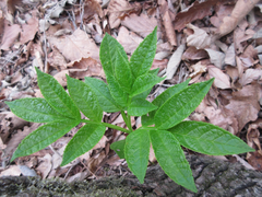 Dictamnus dasycarpus