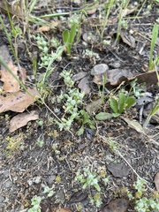 Psilocarphus tenellus