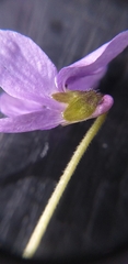 Viola hirta