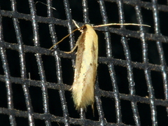 Opogona stenocraspeda