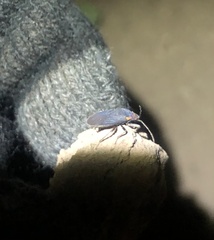 Melacoryphus rubicollis