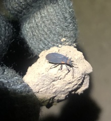 Melacoryphus rubicollis