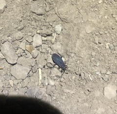 Melacoryphus rubicollis