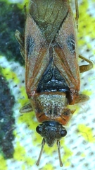 Arocatus longiceps