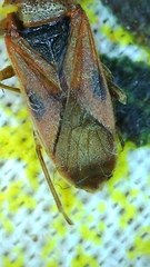 Arocatus longiceps
