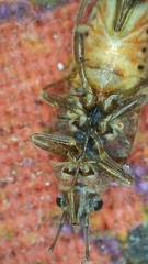 Arocatus longiceps