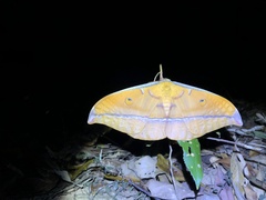 Antheraea formosana
