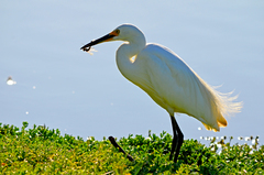 Egretta garzetta nigripes