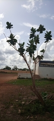 Calotropis procera image