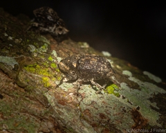 Eutyrhinus meditabundus