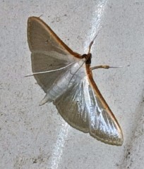 Palpita margaritacea