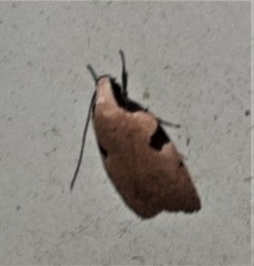 Zonopetala quadripustulella