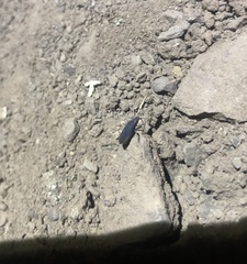 Melacoryphus rubicollis