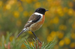 European Stonechat photo 1
