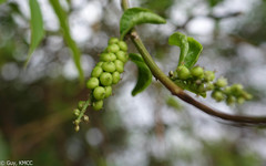 Deeringia densiflora