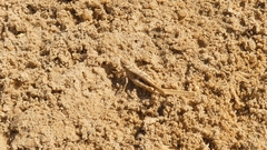 Acrotylini
